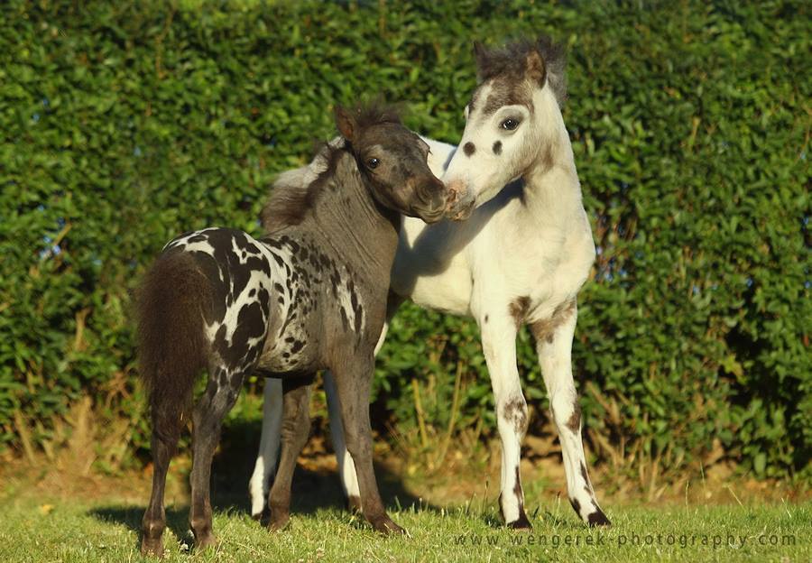 Karolina Wengerek Horse PHOTOGRAPHY